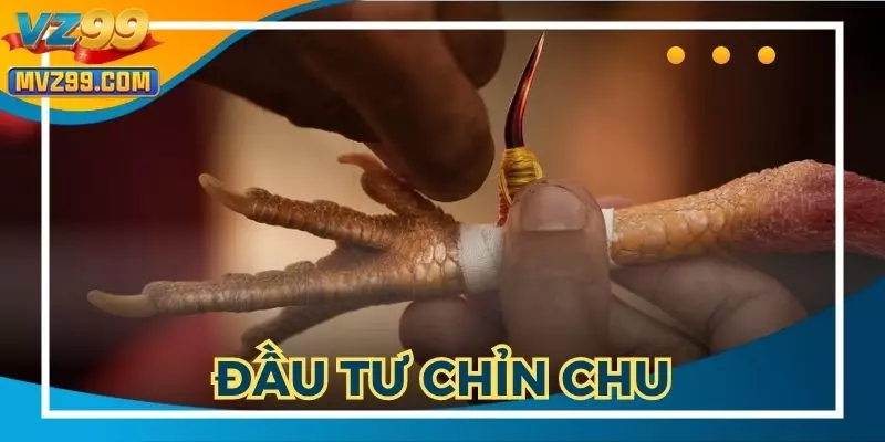 Đá gà VZ99 được nhà cái đầu tư chỉn chu