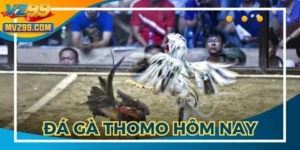 Đá Gà Thomo Hôm Nay - Những Thông Tin Thú Vị Cần Biết