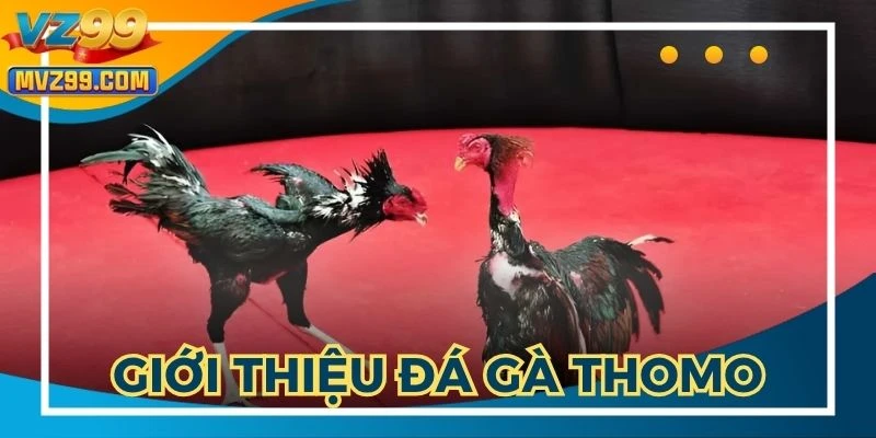 Đá gà Thomo hôm nay được phát sóng live tại VZ999
