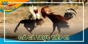 Đá Gà Trực Tiếp C1 - Chiêm Ngưỡng Các Màn Đấu Đỉnh Cao