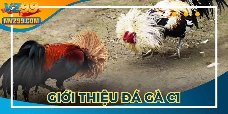 Đá gà trực tiếp C1 là giải đấu không thể bỏ lỡ
