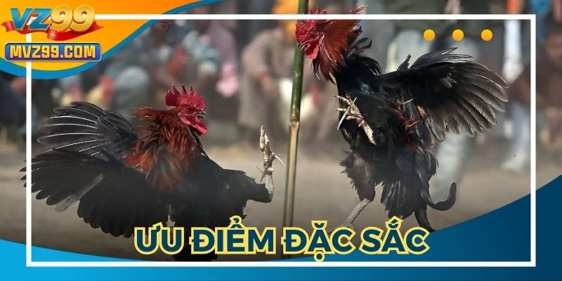 Nhiều ưu điểm đặc sắc tại giải đá gà trực tiếp C1