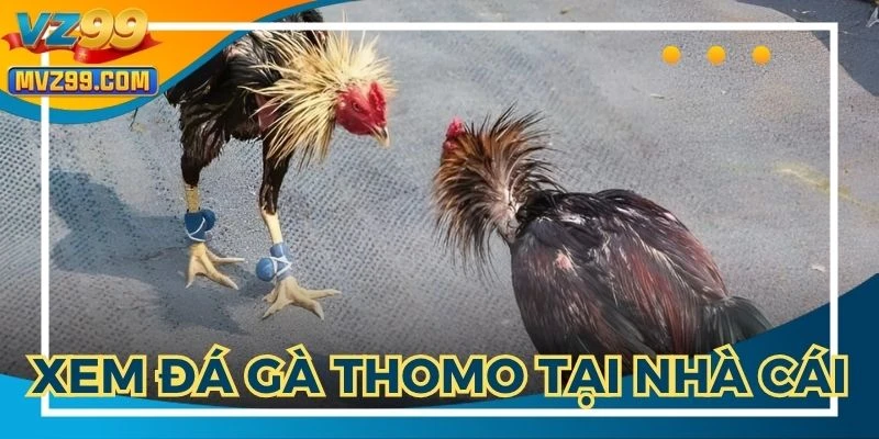 Xem đá gà Thomo hôm nay uy tín tại nhà cái trực tuyến